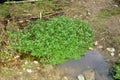 Group of Leaf in pond in Forest Himachal Pradesh India