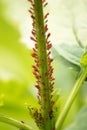 Group of leaffooted bug nymphs gathered on the trunk to eat this plant. These little red bugs with black legs were so tiny. Royalty Free Stock Photo