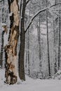 Group of leafless trees in snow-covered forest in winter Royalty Free Stock Photo
