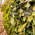 These Leafy Liverworts Are Odd Outdoor Plants Royalty Free Stock Photo