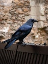 One of the Black Ravens of Tower of London