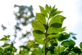 Green leaves growing in summer time Royalty Free Stock Photo