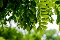 Green leaves growing in summer time Royalty Free Stock Photo