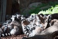 Group of lemurs communicating outdoor