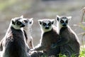 Group of lemurs