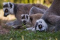 Group of Lemurs intent on listening