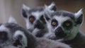 A group of lemurs. One of the group of lemurs yawns amusingly. A cute group of funny pussies
