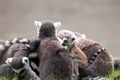 Group of lemurs