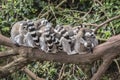 Group of lemurs on tree branch Royalty Free Stock Photo