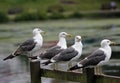 A Group of Lesser Black Backed Gulls