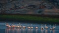 Lesser Flamingos standing in the middle of a lake Royalty Free Stock Photo