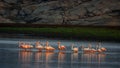 Lesser Flamingos standing in the middle of a lake Royalty Free Stock Photo