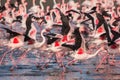 Group of lesser flamingos taking flight Royalty Free Stock Photo