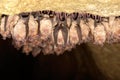 Group of Lesser horseshoe bat Rhinolophus hipposideros in the cave