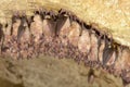 Group of Lesser horseshoe bat Rhinolophus hipposideros - wintering colony