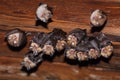 Group of lesser horseshoe bats Rhinolophus hipposideros