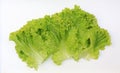 Group of Lettuce salad leaf isolated on a white background Royalty Free Stock Photo