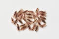 Group of lice on a white background close-up macro Royalty Free Stock Photo