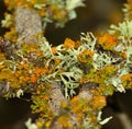 Group of lichens on tree branch