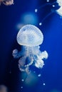 Group of light blue jellyfish on blue background Royalty Free Stock Photo