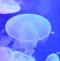 Group of light blue jellyfish Royalty Free Stock Photo