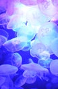 Group of light blue jellyfish Royalty Free Stock Photo