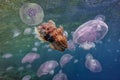 Group of light blue jellyfish Royalty Free Stock Photo