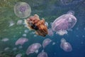 Group of light blue jellyfish Royalty Free Stock Photo