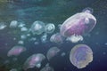 Group of light blue jellyfish, Red Sea Royalty Free Stock Photo