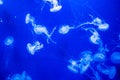 Group of light blue jellyfish in the Valencia Oceanarium in Spain Royalty Free Stock Photo