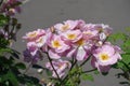 Group of light pink flowers of dog rose Royalty Free Stock Photo