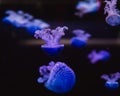 Group of light purple jellyfish on black background. Color 2022 - Very Peri Royalty Free Stock Photo