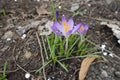 Group of 3 light violet flowers of Crocus tommasinianus in March Royalty Free Stock Photo