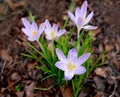 Group of lilac crocuses botanical cultivar Tommasinianus. The earliest flowering crocuses