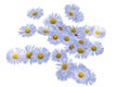 Group of lilac flowers of erigeron on white isolated background Royalty Free Stock Photo