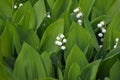 Group of lilly of the valley flowers