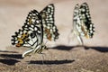 Group of lime butterflyPapilio demoleus on the ground. Insects. Animals Royalty Free Stock Photo