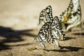 Group of lime butterflyPapilio demoleus on the ground. Insects. Animals Royalty Free Stock Photo