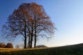 Group of lime tree