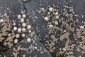 Group of limpets on a slate rock Royalty Free Stock Photo