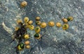 Group of Limpets at Low Tide Royalty Free Stock Photo