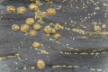 Group of Limpets on a Stone during Low Tide. Royalty Free Stock Photo