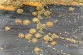 Group of Limpets on a Stone during Low Tide. Royalty Free Stock Photo