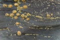 Group of Limpets on a Stone during Low Tide. Royalty Free Stock Photo