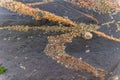 Group of Limpets on a Stone during Low Tide. Royalty Free Stock Photo