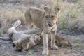 group of lion cubs, Kruger park, South Africa