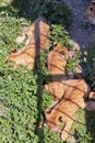 Group lion lying on grass. Paws holding a piece of meat. The view from the top