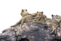 Group of lion rest on the rock, image on white background