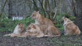 A group of lioness lying in the meadow