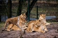 Group of lionesses